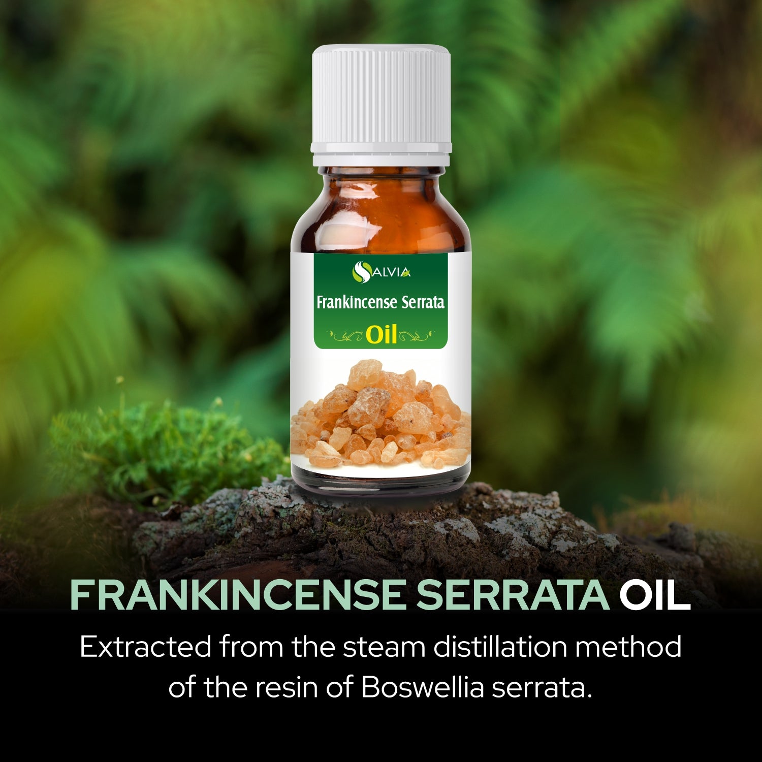 Salvia Natural Essential Oils,Dandruff,Greasy Oil,Anti Fungal,Anti-fungal Oil,Oil for Greasy Hair Frankincense Serrata Oil Salvia Natural Essential Oils,Dandruff,Greasy Oil,Anti Fungal,Anti-fungal Oil,Oil for Greasy Hair Frankincense Serrata Oil